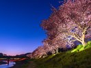 みなみの桜と菜の花まつり(ライトアップ)