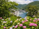 下田あじさい祭り