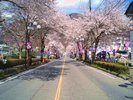 鬼怒川公園駅前の桜<当館から車で35分>