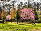 【春】ビルケの森 桜