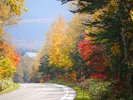【秋】紅葉◆美瑛では9月下旬から白樺の黄葉が楽しめます!