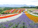 【夏】四季彩の丘◆色とりどりの花畑が一面に広がります。