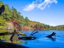 【白駒池】10月上旬ごろから10月下旬まで楽しめます