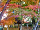 【三分一湧水】10月下旬ごろから11月中旬まで楽しめます