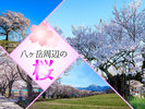 【桜情報】3月末からGWごろまでお楽しみいただけます