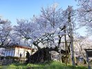 【神代桜】日本最古の桜。例年3月末ごろの開花です