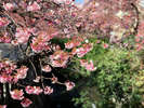 【冬～春】あたみ桜