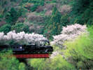 ■ 大井川鐵道 蒸気機関車(SL) 桜の頃