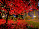 四季折々の表情を見せる日本庭園