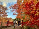 中野もみじ山_紅葉