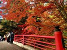 中野もみじ山_紅葉