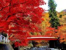 中野もみじ山_紅葉