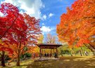 中野もみじ山_紅葉