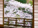 春を彩る「満開の桜」をお部屋からお楽しみいただけます