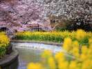 京都の春※イメージ