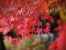 京都の紅葉は例年11月中旬〜12月上旬が見頃です