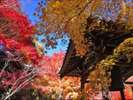 京都の紅葉