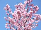 〜梅小路公園の桜〜京都駅より徒歩約10分♪