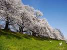 八幡背割堤桜