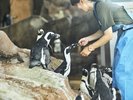 ペンギン