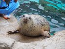 ゴマアザラシ