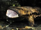 オオサンショウウオ