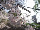 3月下旬から4月上旬はホテル周辺が桜と人で賑わいます☆