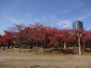毛馬桜之宮公園_秋
