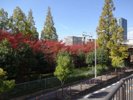 JR桜ノ宮駅_秋