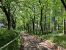 毛馬桜之宮公園_夏 新緑がすすみ綺麗な緑色に・・・
