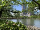 毛馬桜之宮公園_夏