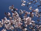 毛馬桜之宮公園_春