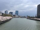 毛馬桜之宮公園_春