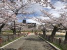 毛馬桜之宮公園_春