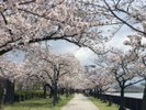 毛馬桜之宮公園_春 ☆桜間並木☆