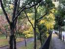 毛馬桜之宮公園_秋