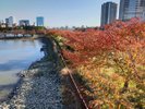 毛馬桜之宮公園_秋