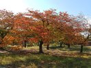 毛馬桜之宮公園_秋