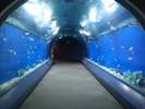海遊館の魚のトンネル
