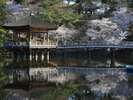 【奈良観光紹介】浮見堂と桜(ホテルから徒歩約20分)