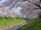 【奈良観光紹介】佐保川(ホテルから車で約20分)桜の時期にぜひどうぞ♪