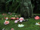 【奈良観光紹介】白毫寺の五色椿(見頃:3月〜5月/ホテルから車で15分)