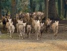 【奈良観光紹介:鹿寄せ】飛火野で行われる鹿寄せの様子