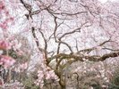 「京都御苑」しだれ桜見ごろ3月下旬〜4月上旬