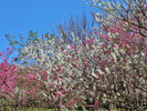 京都御苑 梅林の見ごろ2月中旬〜3月上旬