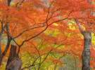豊で美しい自然・囲まれた当館には、四季折々の魅力が満載♪秋は紅葉がとっても美しく、癒されます。