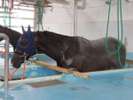 競走馬リハビリテーションセンター