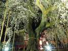 小川諏訪神社