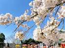 松ヶ岡公園