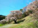 新田の大山桜